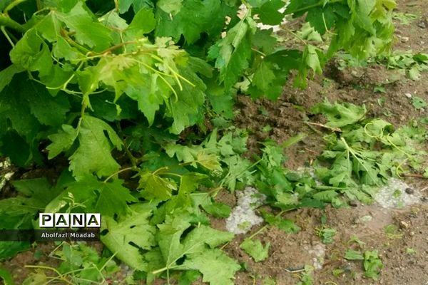 خسارت به باغات انگور در کندر