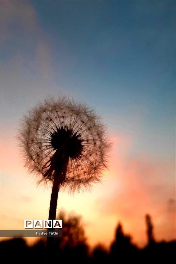 تصاویرمنتخب عکاسان دانش‌آموز کانون پرورش فکری کرمانشاه