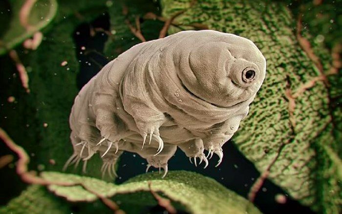 نقطه‌ ضعف سخت‌‌جان‌‌ ترین موجود زمین کشف شد