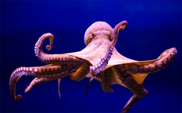 اختاپوس‌ها چگونه حرکت می‌کنند؟