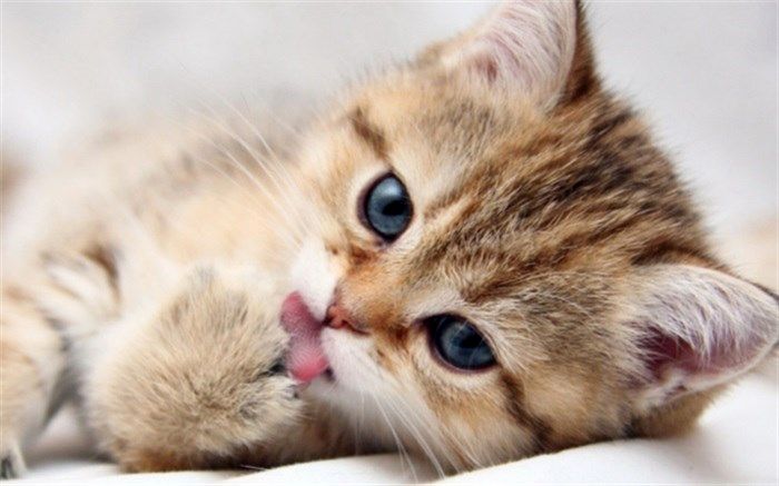 آنچه گربه‌ها از صاحب‌شان می‌دانند