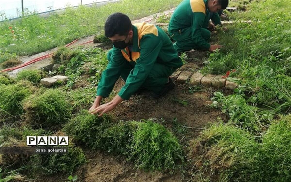 برداشت گیاهان دارویی در هنرستان کشاورزی شهید رجایی گنبدکاووس آغاز شد