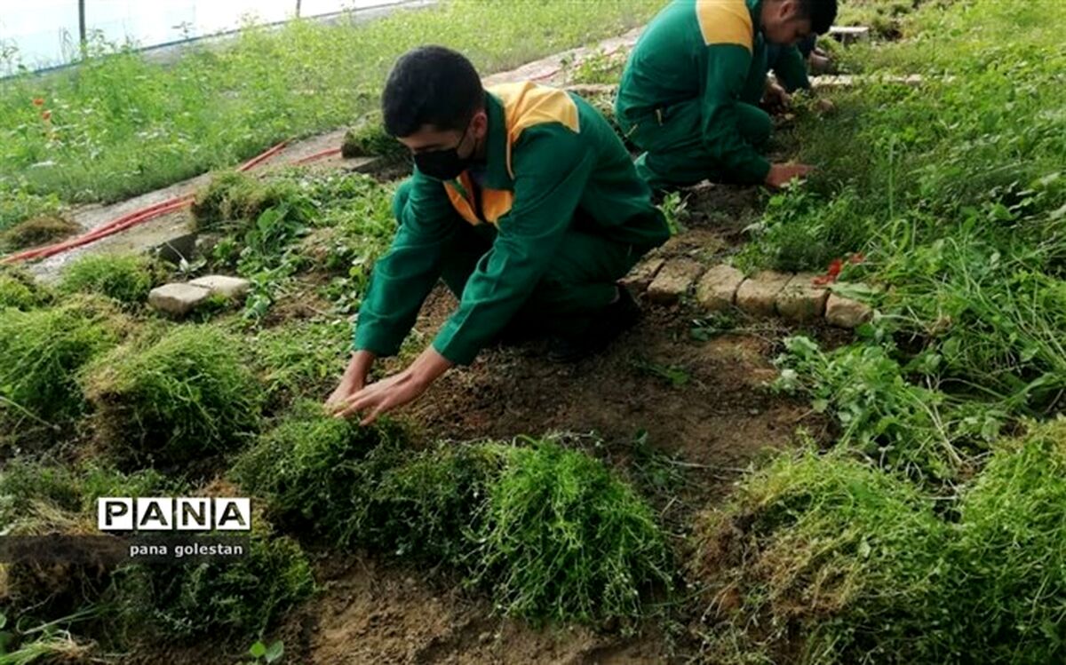 برداشت گیاهان دارویی در هنرستان کشاورزی شهید رجایی گنبدکاووس آغاز شد