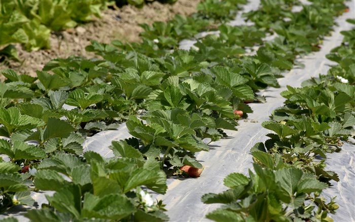 بهنمیر، شهر توت‌فرنگی