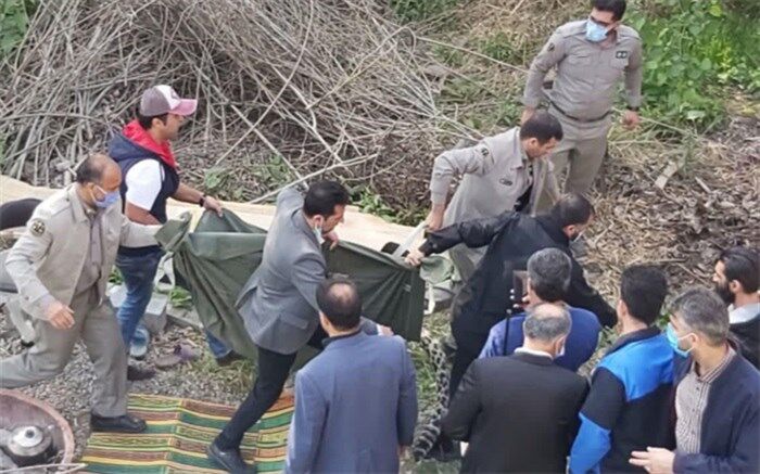 زنده‌گیری ناموفق یک قلاده پلنگ در قائم‌شهر؛ پلنگ تلف شد