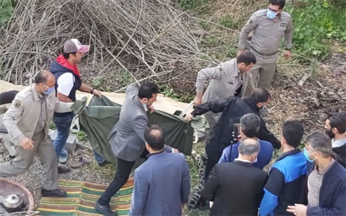 زنده‌گیری ناموفق یک قلاده پلنگ در قائم‌شهر؛ پلنگ تلف شد
