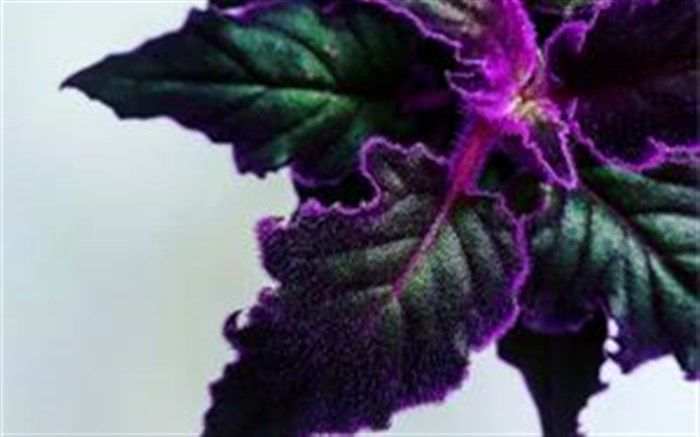 روش نگهداری از  گیاه آپارتمانی ژینورا