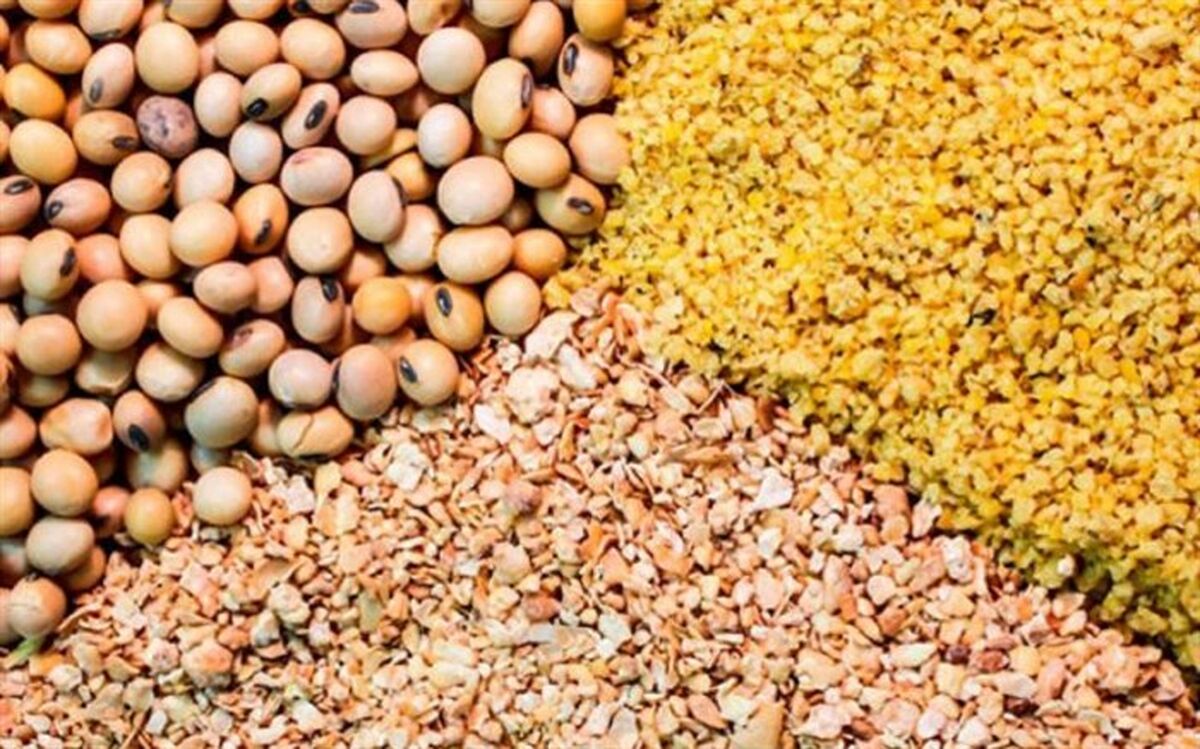 واردات دانه روغنی جایگزین کنجاله آماده شد