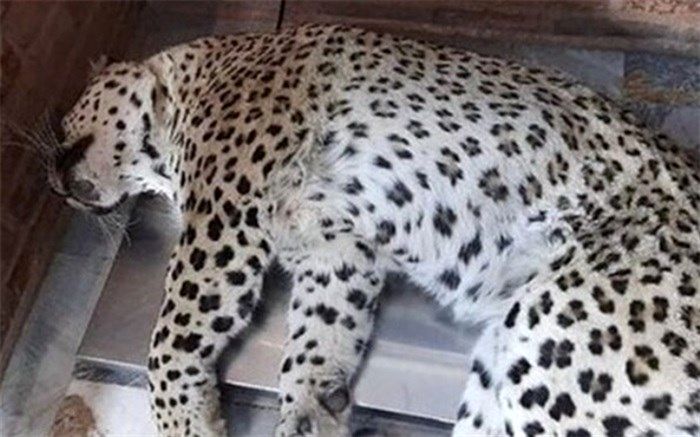 دلیل کشته شدن پلنگ قائمشهر در ترافیک ماندن سلاح بی‌هوشی بود