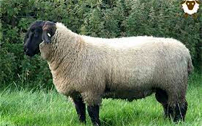 صادرات داروی دام به 9 کشور