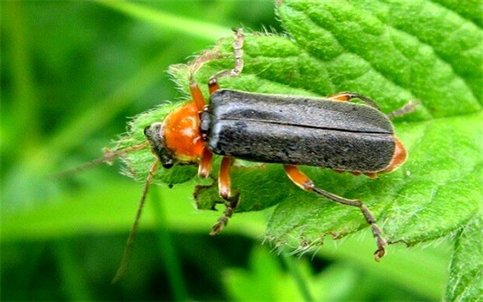 سوسک‌ها چه فایده‌ای دارند؟