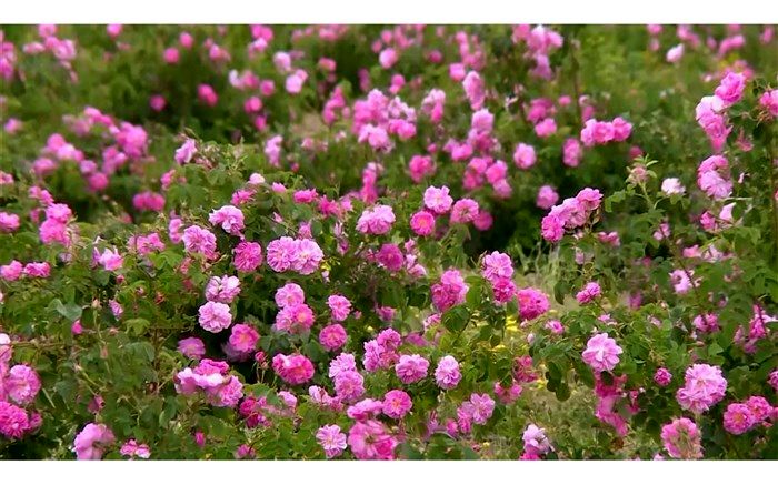 تولید ۷۰۰ تن گل محمدی در قم