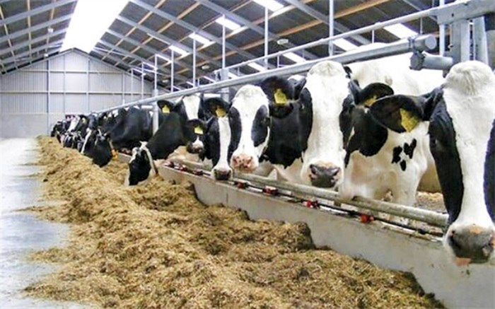 تامین یک و نیم ملیون تن نهاده‌های دامی و ذرت برای مصرف داخلی