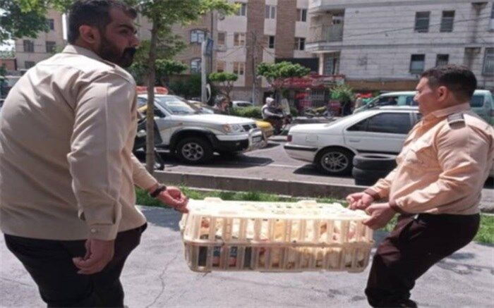 مراکز غیر مجاز کشتار دام زنده در مناطق مسکونی تهران جمع‌آوری می‌شود