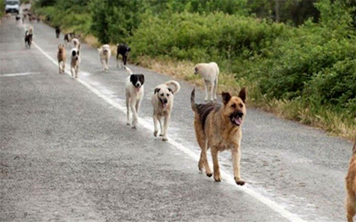 سگ‌ها چطور با یک نگاه توجه انسان را به خود جلب می‌کنند؟