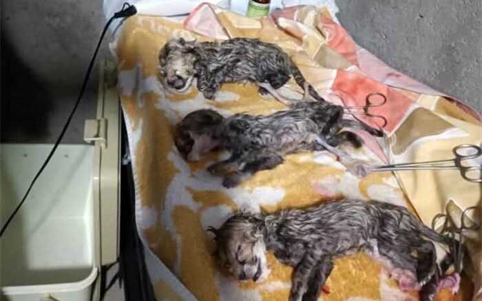 انتظار به سر رسید/ فرزندان «ایران» متولد شدند