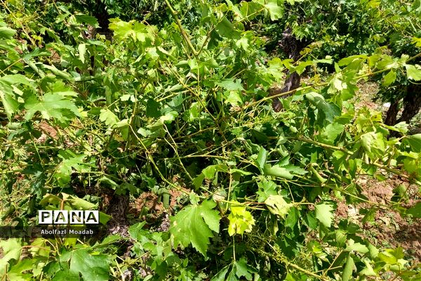 خسارت تگرگ به باغات انگور، خلیل آباد