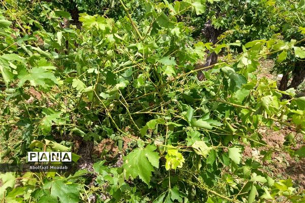خسارت تگرگ به باغات انگور، خلیل آباد