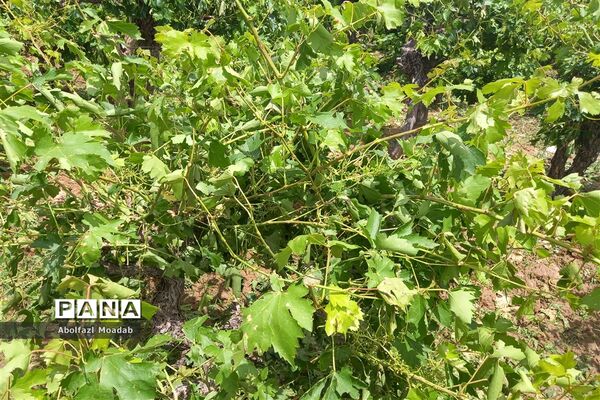 خسارت تگرگ به باغات انگور، خلیل آباد