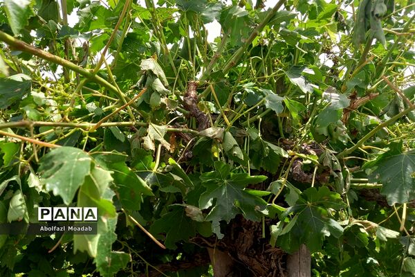 خسارت تگرگ به باغات انگور، خلیل آباد