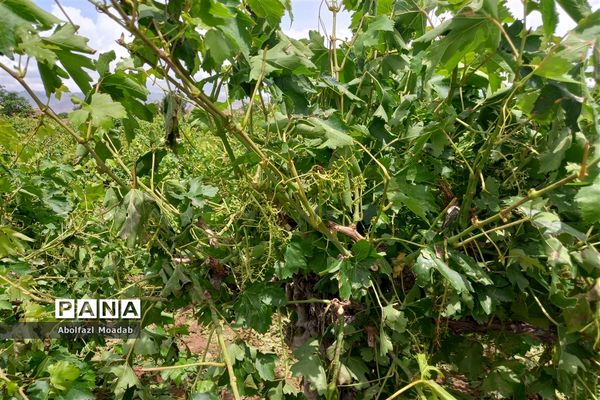 خسارت تگرگ به باغات انگور، خلیل آباد