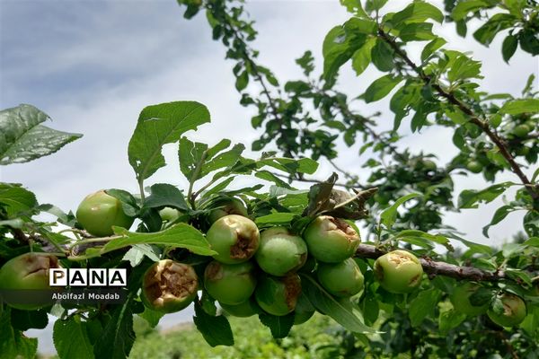 خسارت تگرگ به باغات انگور، خلیل آباد