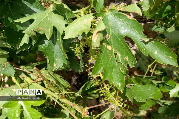 خسارت تگرگ به باغات انگور، خلیل آباد