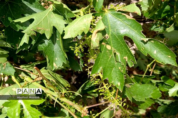 خسارت تگرگ به باغات انگور، خلیل آباد