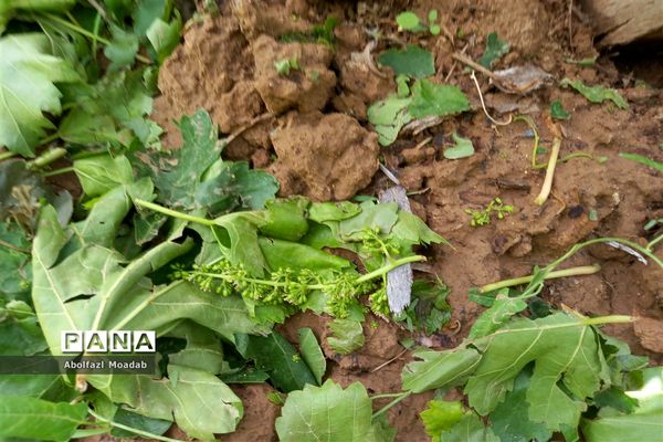 خسارت تگرگ به باغات انگور، خلیل آباد