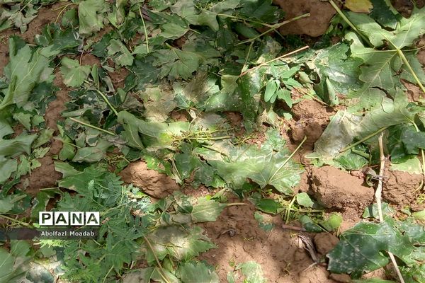 خسارت تگرگ به باغات انگور، خلیل آباد