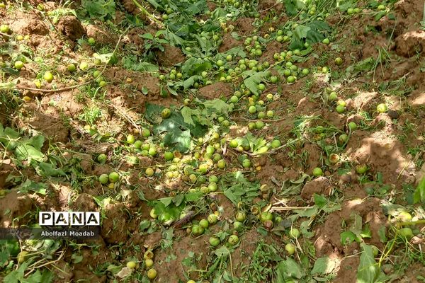 خسارت تگرگ به باغات انگور، خلیل آباد