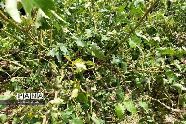 خسارت تگرگ به باغات انگور، خلیل آباد