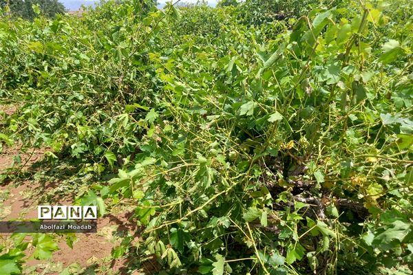 خسارت تگرگ به باغات انگور، خلیل آباد