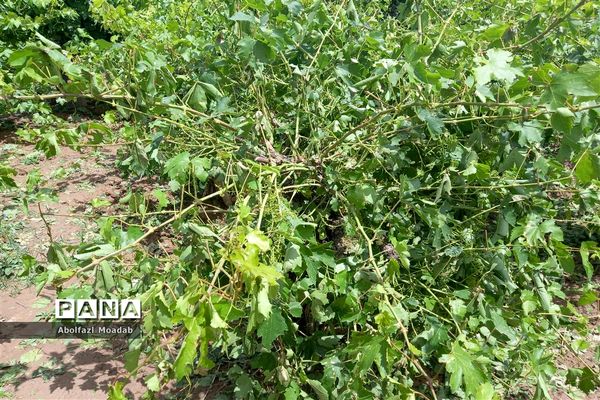 خسارت تگرگ به باغات انگور، خلیل آباد