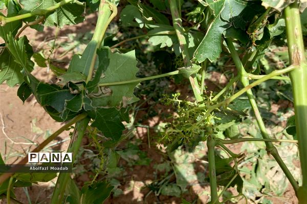 خسارت تگرگ به باغات انگور، خلیل آباد