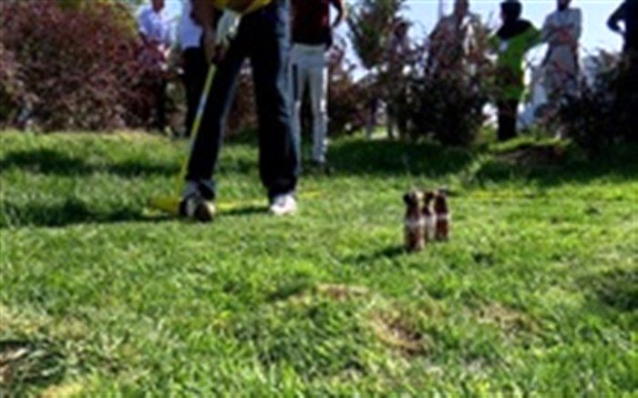 تیم سورتمه تهران قهرمان لیگ برتر گلف شد