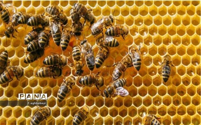 زنبورها چگونه با دود آرام می‌شوند