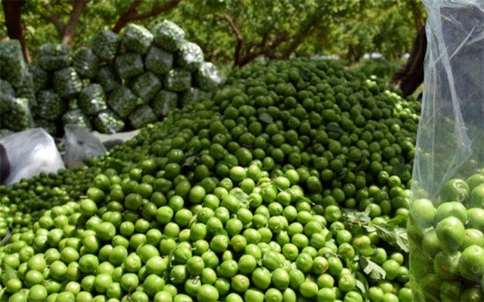 فراخوان سازمان مدیریت میادین شهرداری تهران به تولیدکنندگان گوجه سبز، گیلاس و آلبالو