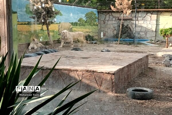 جشنواره گل‌های لاله