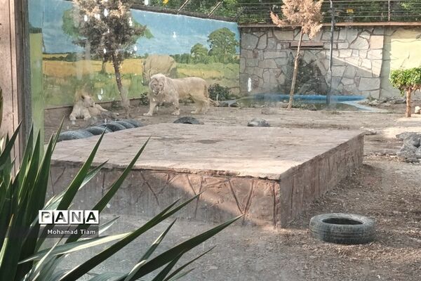 جشنواره گل‌های لاله