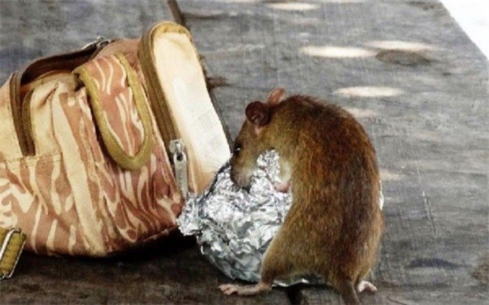 موش‌ها می‌توانند بازی‌های ویدئویی انجام دهند