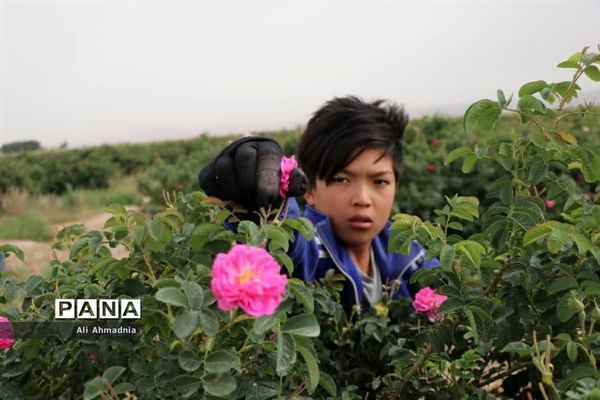 برداشت گل محمدی از مزارع شهرستان جعفرآباد قم