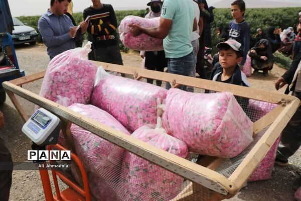 برداشت گل محمدی از مزارع شهرستان جعفرآباد قم