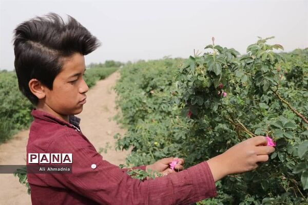 برداشت گل محمدی از مزارع شهرستان جعفرآباد قم