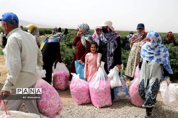 برداشت گل محمدی از مزارع شهرستان جعفرآباد قم