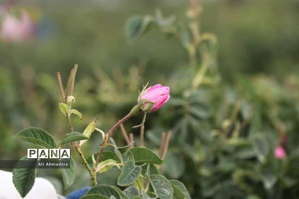 برداشت گل محمدی از مزارع شهرستان جعفرآباد قم