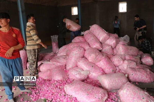 برداشت گل محمدی از مزارع شهرستان جعفرآباد قم