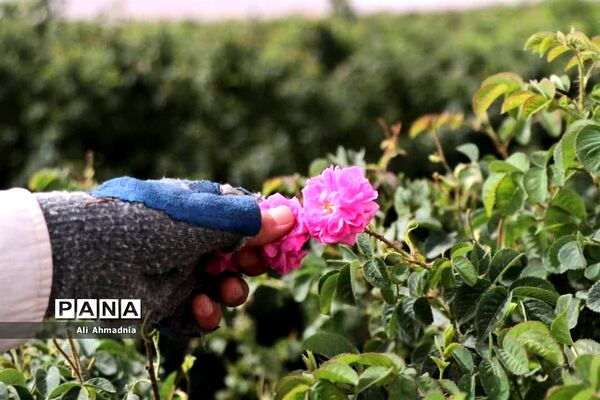 برداشت گل محمدی از مزارع شهرستان جعفرآباد قم