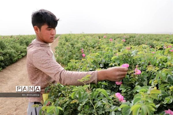 برداشت گل محمدی از مزارع شهرستان جعفرآباد قم