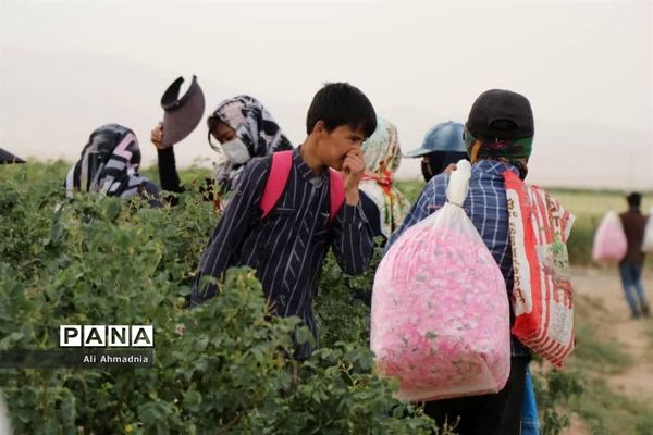 برداشت گل محمدی از مزارع شهرستان جعفرآباد قم